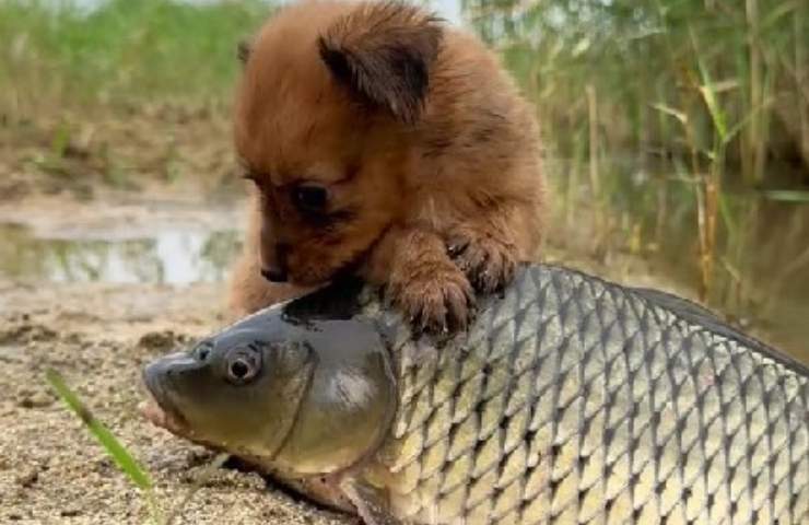 cagnolino con pesce video