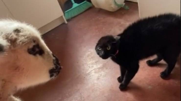 Agnello e gatto video
