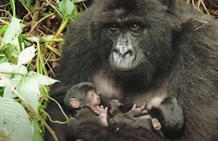 gorilla gemelli
