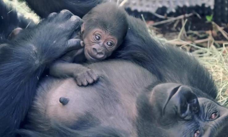 parto gemellare gorilla