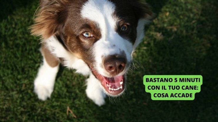 cane contento