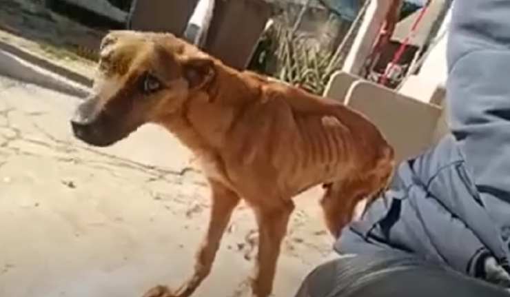 bobbi animal rescue