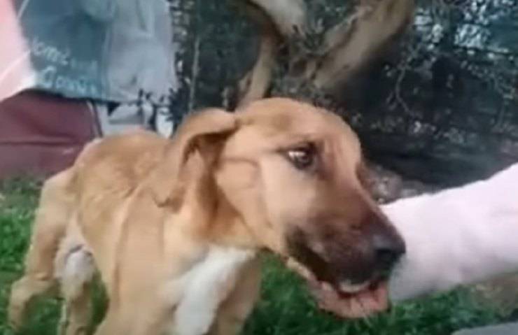 cane si vedono ossa