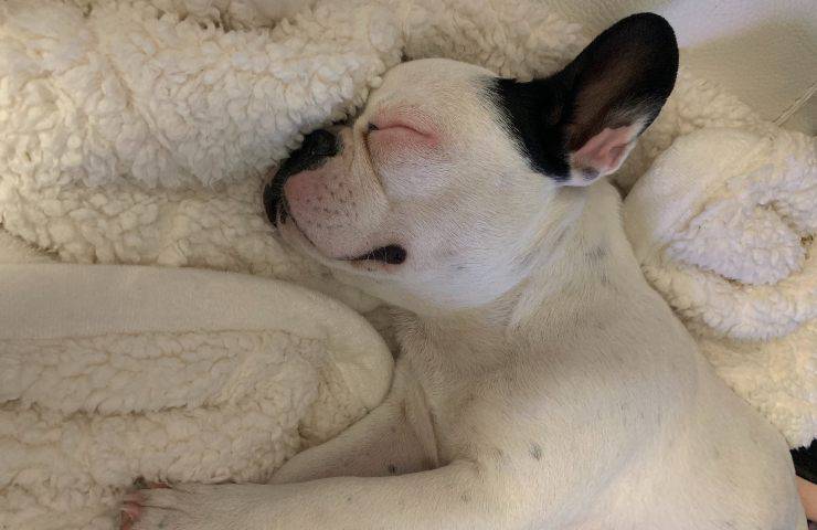 Bulldog francese cura