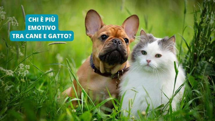 cane e gatto