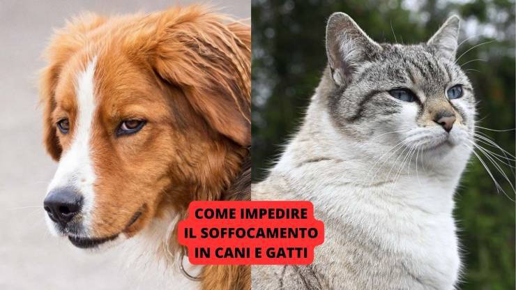cane e gatto