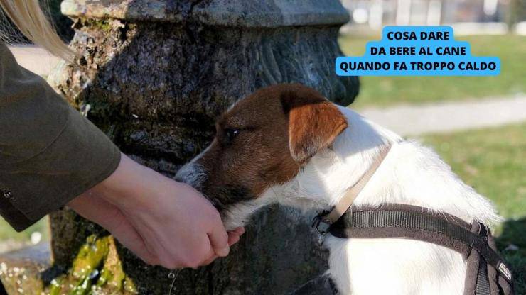Cane beve