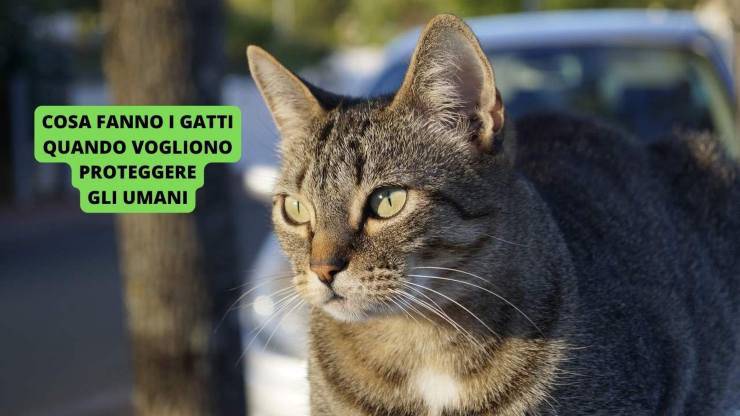 gatto attento