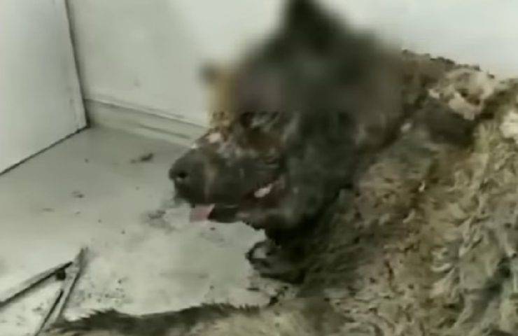 Cagnolina ustionata