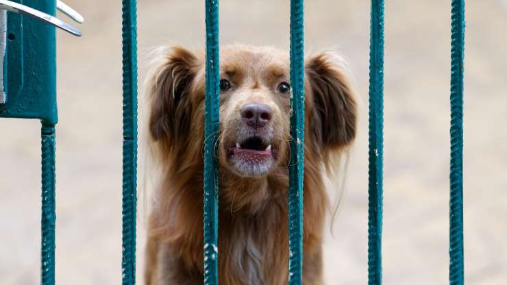 cartello cane abbaia roma