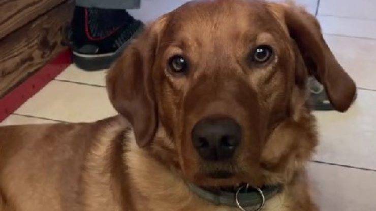 Cane capisce il linguaggio