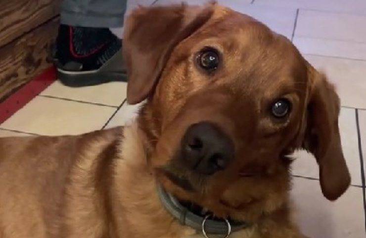 Cane capisce tutto