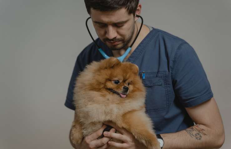 Cane dal veterinario