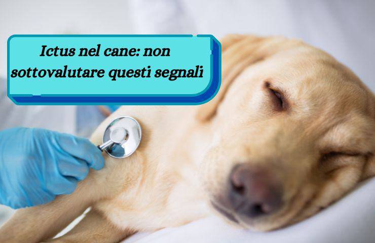 Ictus nel cane
