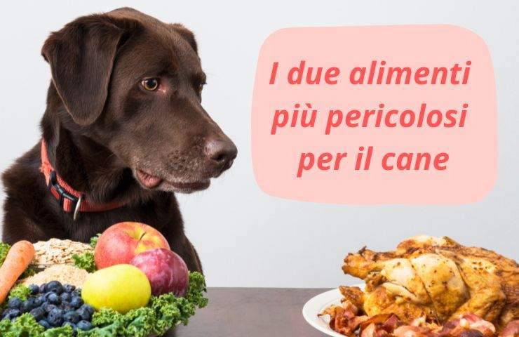 Cane davanti al cibo