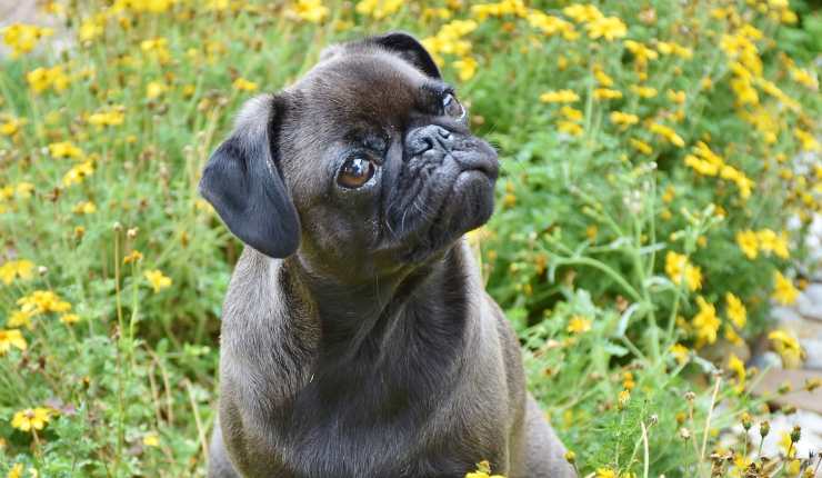 cane dubbioso