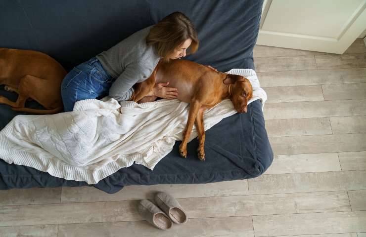 Cane ha dolore alla pancia