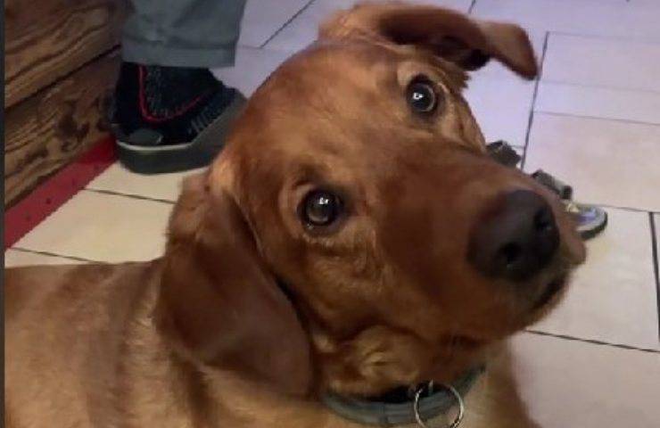 cane ascolta umano piangere