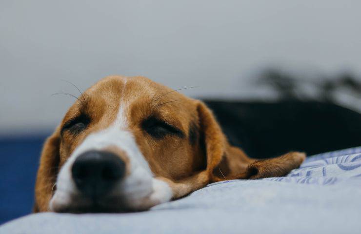Cane malato 