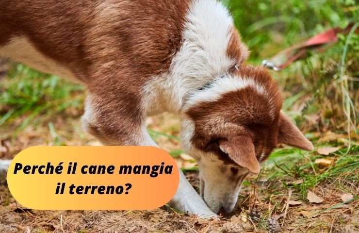 Cane scava e mangia terreno