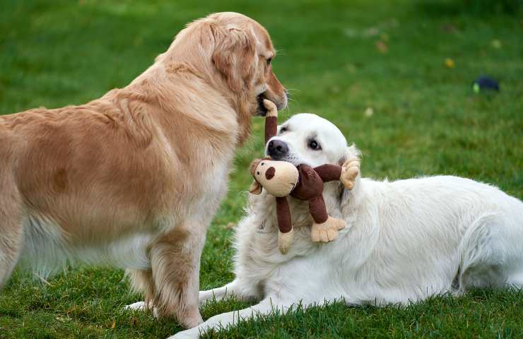 Cani giocano