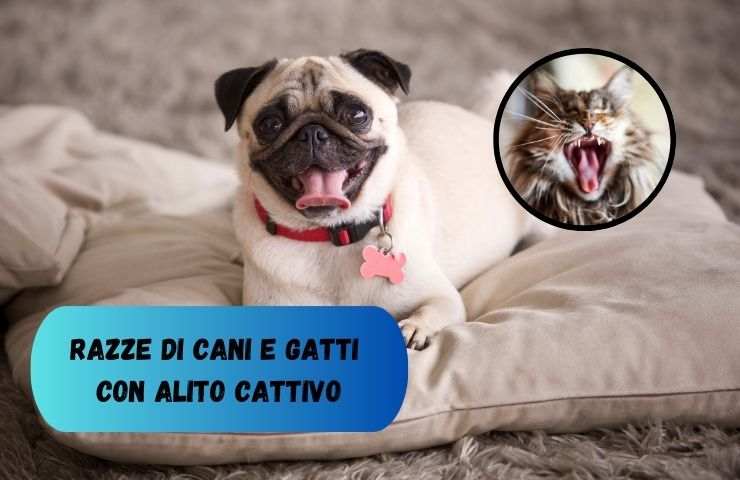 Cani e gatti con alito cattivo