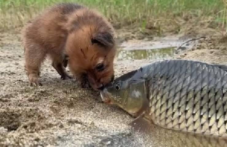 Coccole con la carpa