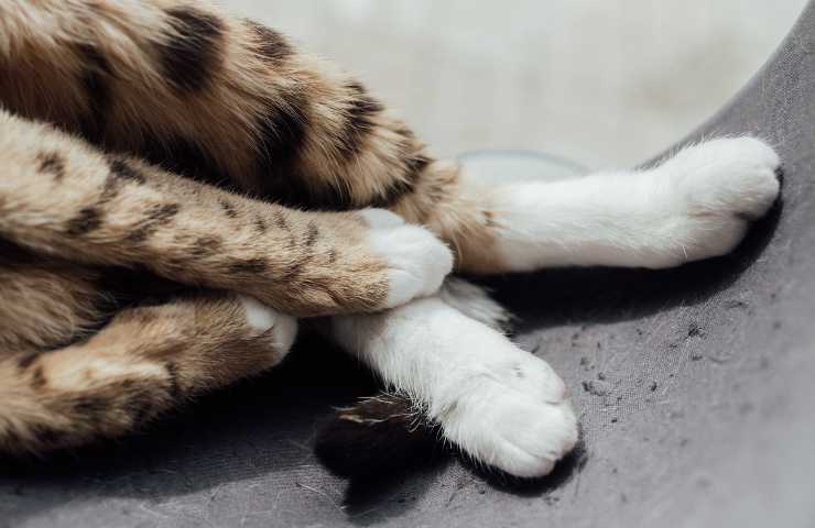 Coda del gatto
