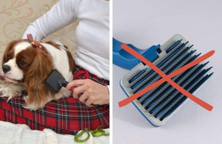 Cane non ama essere spazzolato