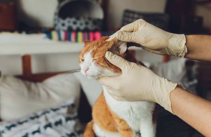 Controllo delle orecchie del gatto
