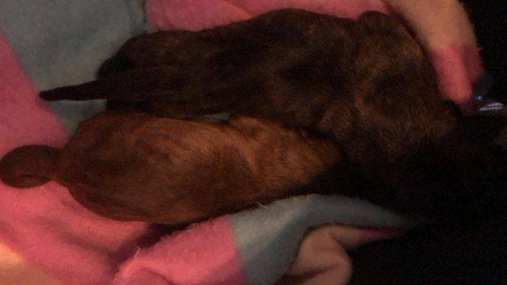 cani con cordone ombelicare