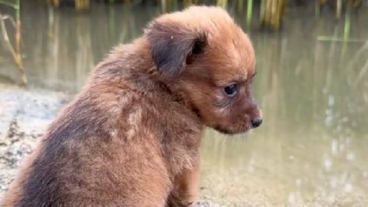 cane diventa amico di un pesce