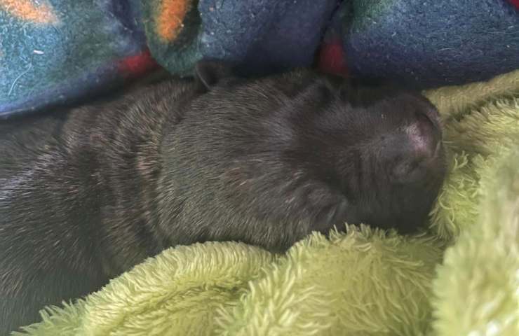 cuccioli abbandonati nuova zelanda