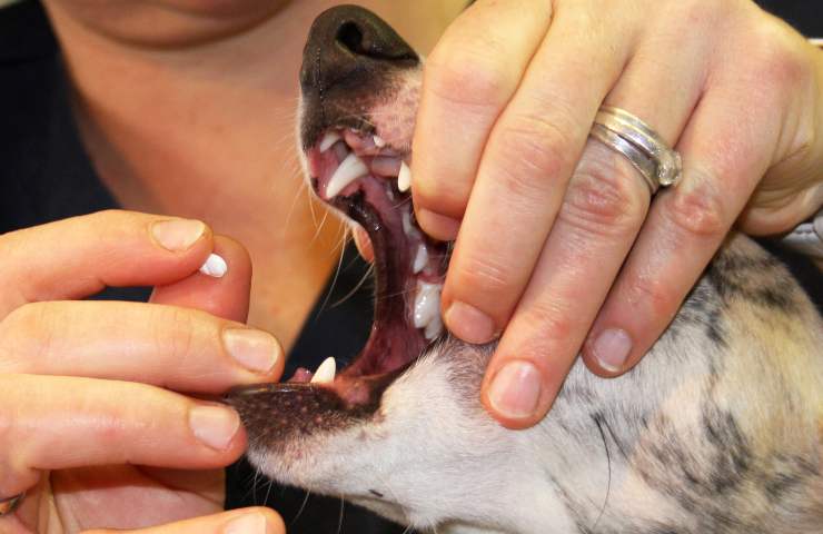 Dare il farmaco al cane