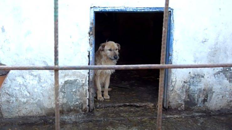 cane depresso sintomi