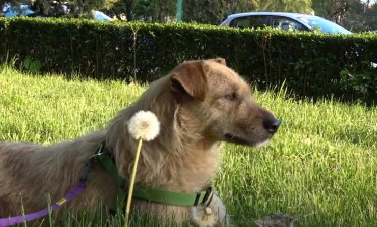 adottare cane dal canile