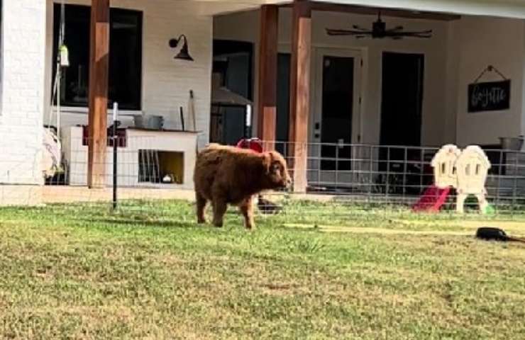 mini mucca