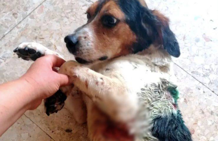 cane attaccato cinghiale sopravvive