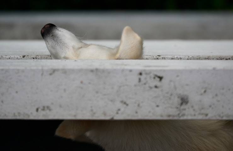 cane abbandonato scarsa igiene 