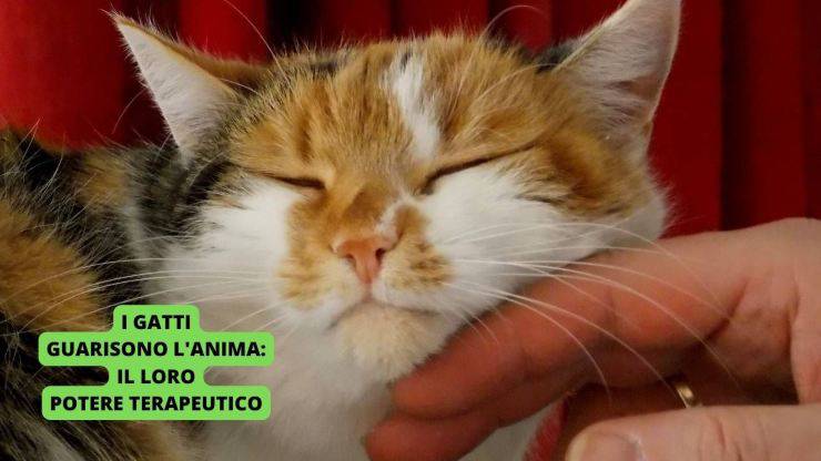 Gatto si fa coccolare