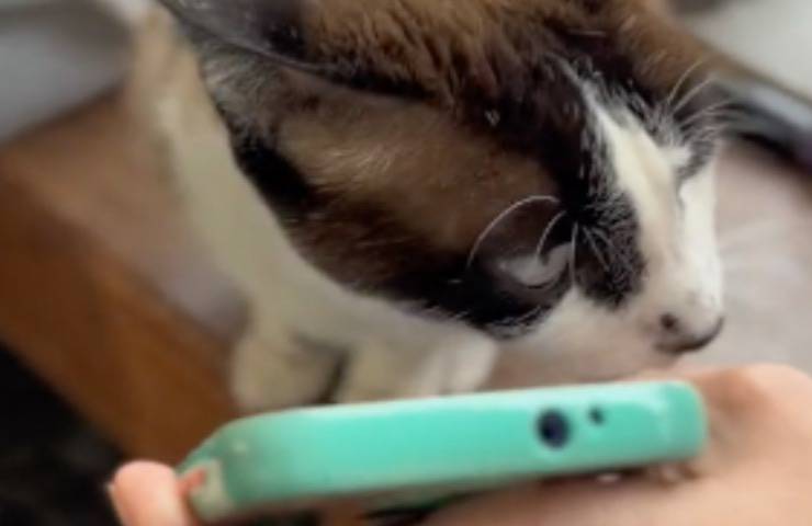 gatta Meg ascolto cellulare