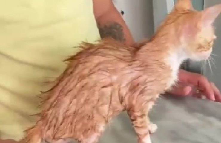 gatto entra nella lavatrice video