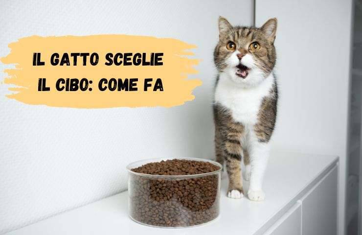 Gatto sceglie cosa mangiare