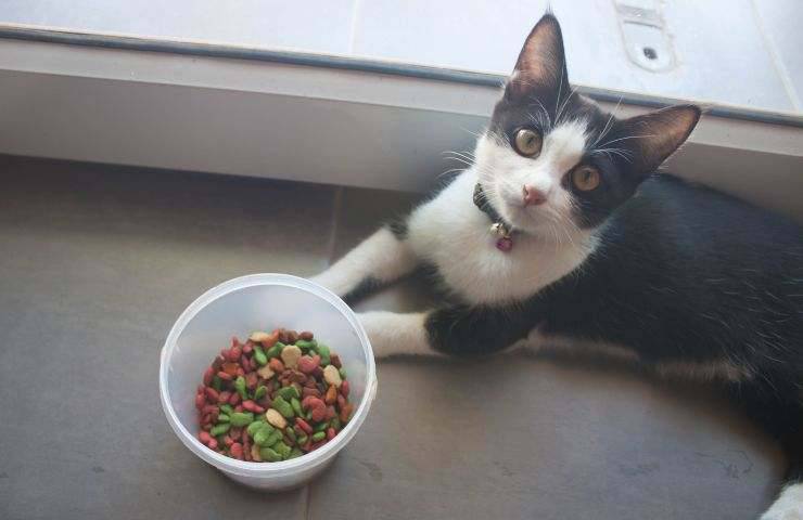 Gatto e croccantini colorati