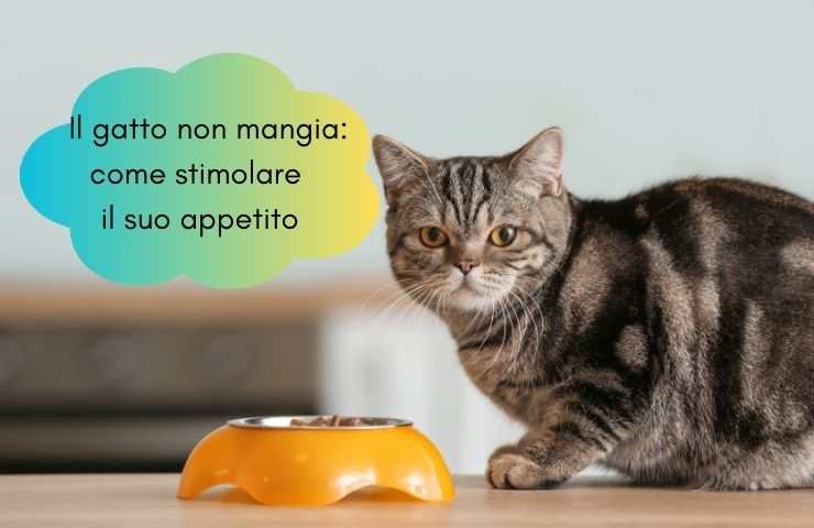 Gatto evita il cibo