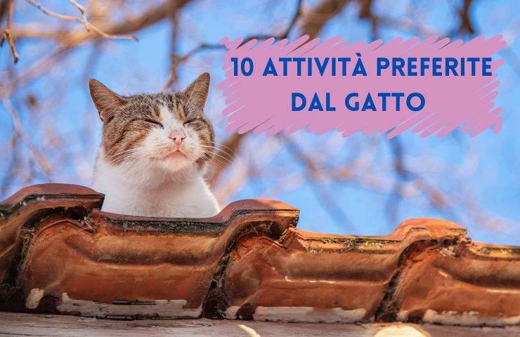 Cose che ama fare il gatto