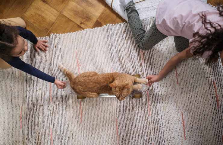 Gatto gioca 