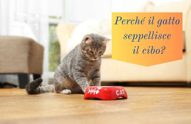 Gatto nasconde cibo