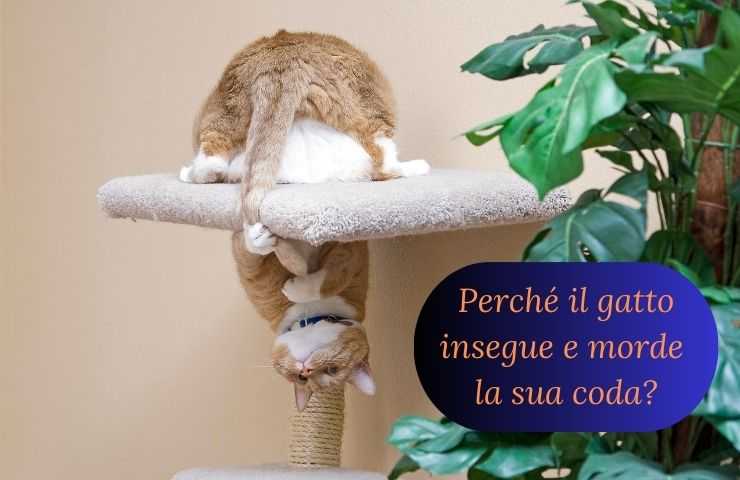 Gatto insegue coda