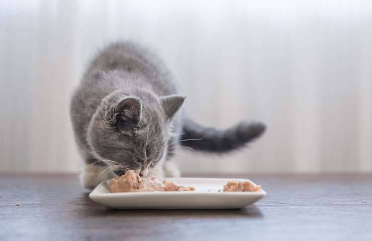 Gatto mangia